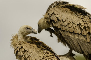 Two vultures on a tree.