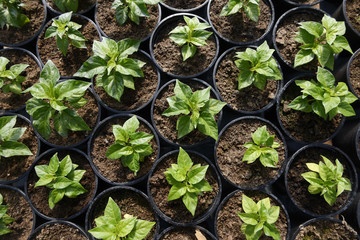 Plant Saplings in Pots