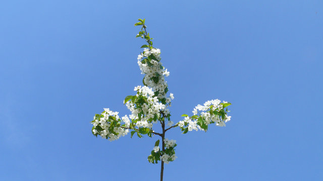 Spring flowering apple tree on a background of blue sky