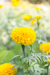 Marigolds (Tagetes erecta, Mexican marigold, Aztec marigold, Afr