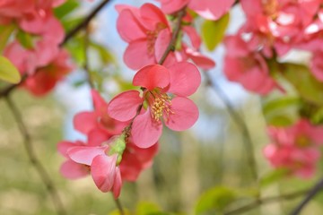 Fototapeta na wymiar Japanese quince (Chaenomeles japonica) flowers