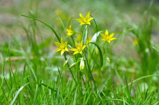 Gagea pratensis, called the Yellow Star of Bethlehem