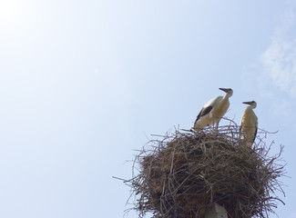 beautiful love storks on blue sky background