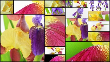 Purple and yellow iris flowers collage
