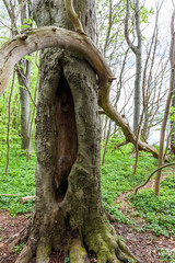 Obraz premium Gespensterwald Nienhagen