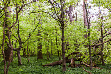 Obraz premium Gespensterwald Nienhagen