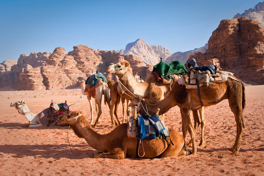 camels in the sands