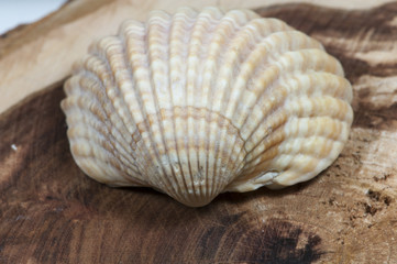 Muschel auf Holz