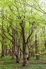 Gespensterwald Nienhagen