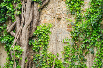 vines and other vegetation growing on an old stone wall