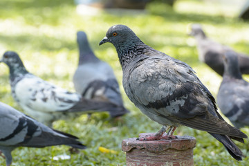 Pigeon