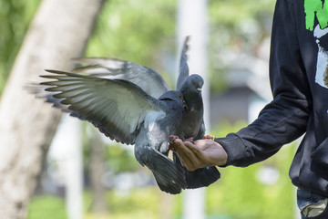 Pigeon