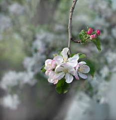 spring flowering of pear