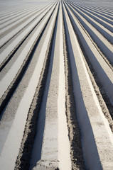 Abstract patterns with lines on the field on the black-and-white