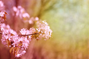 photo cherry blossoms