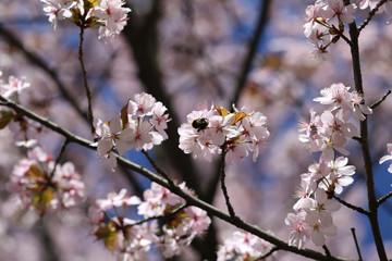 Obraz premium photo cherry blossoms