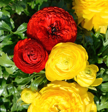 Red and yellow flowers close-up (top view)