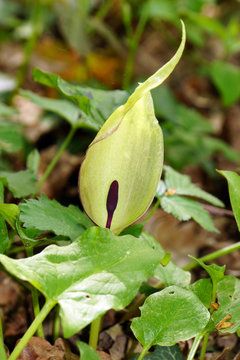 Gefleckter Aronstab (Arum maculatum)