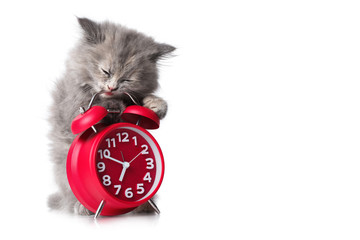 Adorable kitten with red alarm-clock isolated copyspace