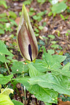 Gefleckter Aronstab (Arum maculatum)