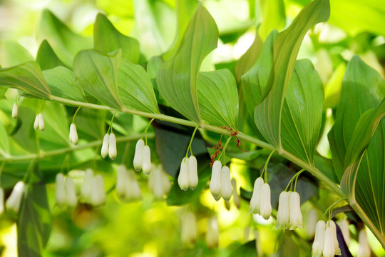 Vielbluetige Wei&szlig;wurz (Polygonatum multiflorum)