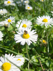 fresh chamomile flowers and bee at work