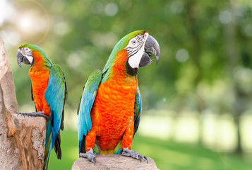 Two parrot standing on dry tree in forest