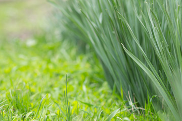 Abstract nature background.