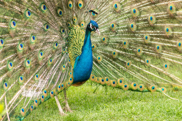 Obraz premium Courting peacock at the park