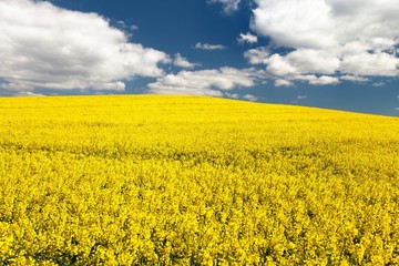 Obraz premium field of rapeseed - brassica napus