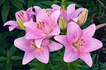 pink lilies in a garden