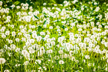 Fototapeta premium White dandelions in spring