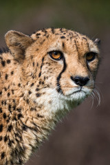 Obraz na płótnie Canvas cheetah - Acinonyx jubatus