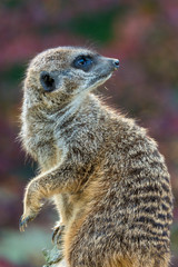Suricata suricatta