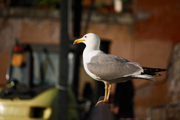 seagull alone