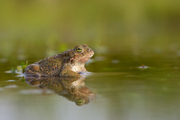 Toad - Bufo calamita