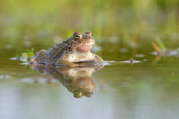 Toad - Bufo calamita