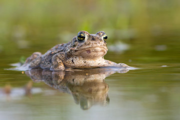 Toad - Bufo calamita