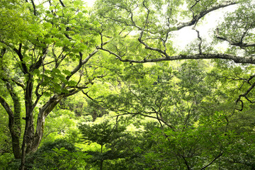 Fototapeta premium Rainforest in Costa Rica, Central America