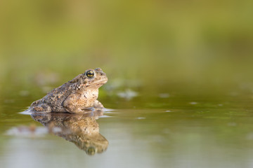 Toad - Bufo calamita