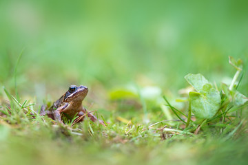 Grass frog