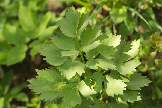Liście lubczyku -Levisticum officinale