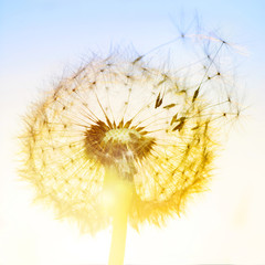 Pusteblume im Sonnenuntergang