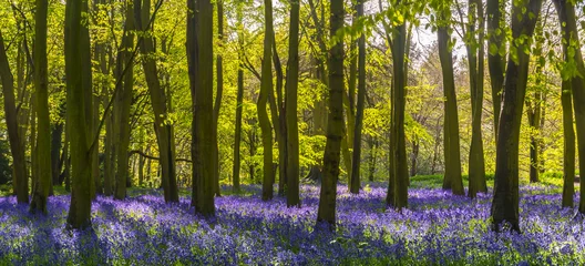 Foto auf Acrylglas Bestsellern Landschaften Sonnenlicht wirft Schatten über Glockenblumen in einem Wald