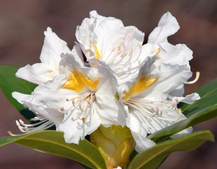 Naklejka na ściany i meble Beautiful white flower of rhododendron