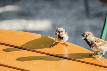 Haussperling / Spatz im Biergarten