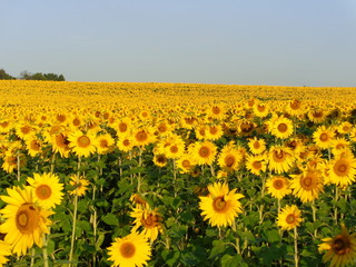 A large field of golden yellow sunflowers.