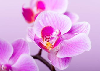 Fototapeta na wymiar orchidee