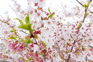 Beautifully cherry blossom