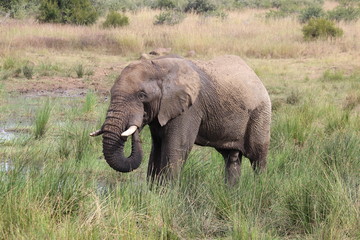 Naklejka na ściany i meble Elefant im Pilanesberg National Park